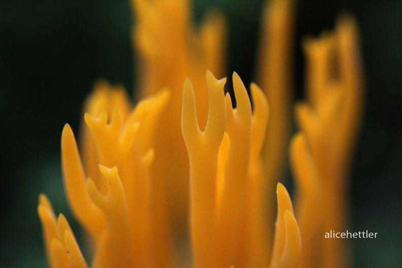 Klebriges Sch__nhorn _Calocera viscosa_.JPG